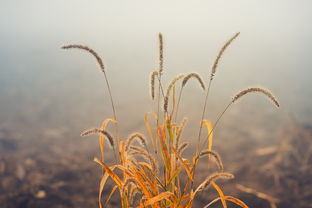 桃花非花，非雾非烟，桃花非什么非什么成语