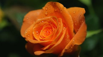 橘色玫瑰花花语,橘色玫瑰花花语