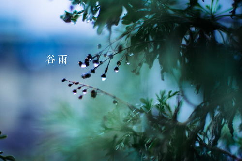 谷雨时节已时值暮春