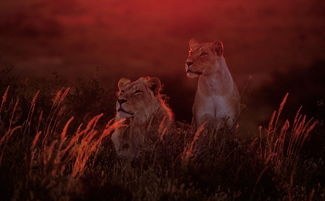 摄影师拍南非迷人动物王国 母狮紧盯镜头 