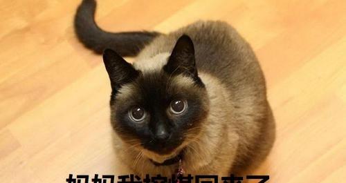 猫咪品种大全介绍 03暹罗猫