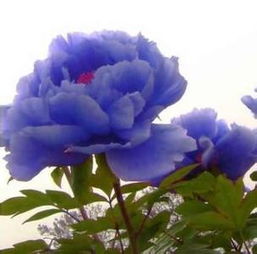 古人以颜料浇花 “种”出蓝色牡丹花