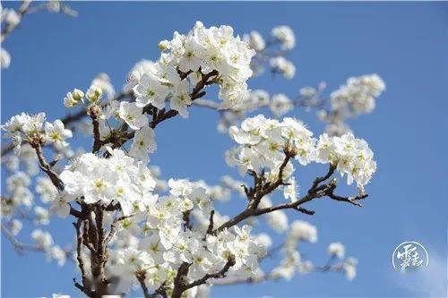 诗,景,歌,故事 集市 3月20日,昆明呈贡 万溪梨花节 来了 