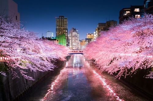 樱花为什么是日本的国花 中国人为什么看不上樱花