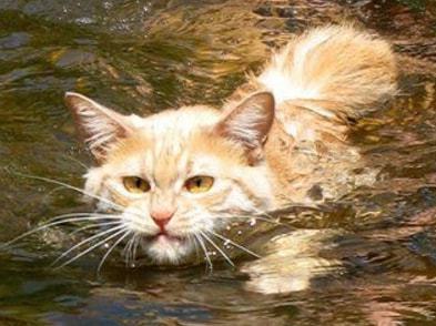 男子把猫咪扔进水里学游泳,可是接下来的事情,让男子哭笑不得