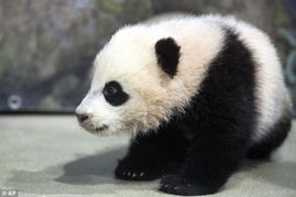 熊猫 宝宝 首次出窝遛弯 爬树啃竹乐趣多 国内 