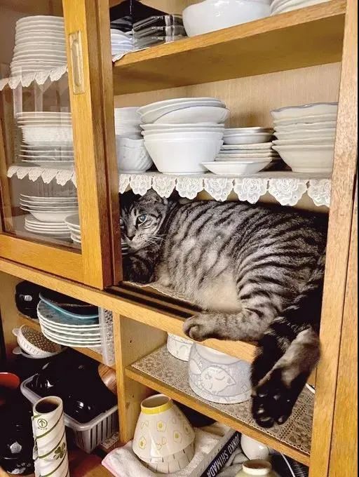 网友家的猫总是要跑到厨柜里玩,总感觉心在颤抖