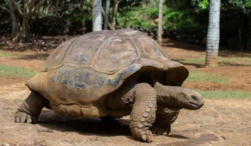 世界上最长寿的六种动物,乌龟仅排在第四,第一名可以永生