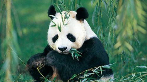 大熊猫的满分作文300字,熊猫的生活环境