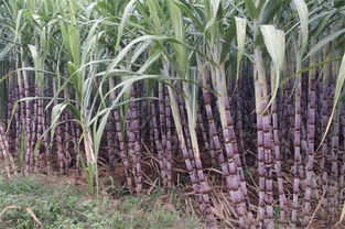 一亩甘蔗利润有多少 50亩甘蔗有多少收入
