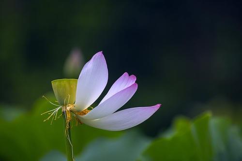 花开花落花无悔,缘来缘去缘如水是什么意思 