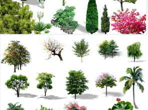 什么是乔木什么是灌木区别在哪 灌木和乔木区别是什么