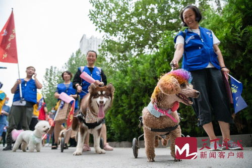 济南让养犬人引导养犬人 社区宣传打通最后一公里