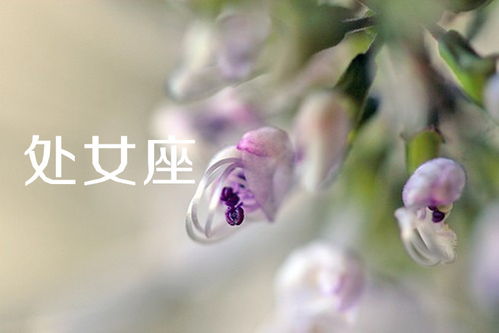 1月13日星座运势,水瓶桃花运无敌旺盛,巨蟹有望升职,双鱼适宜相亲