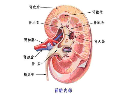 急性肾小球肾炎治疗,急性肾炎怎样治疗？治愈需要多久？(图1)