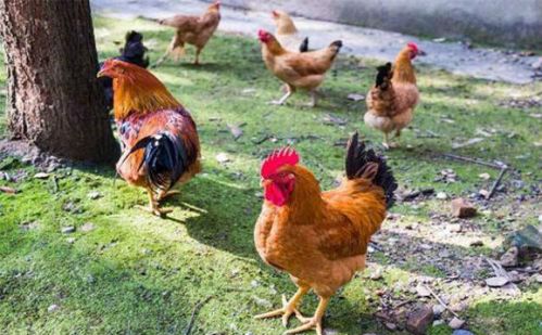 养鸡不可缺少的长蹬爪防护措施 鸡养殖应注意什么快速长蹬爪鸡养殖