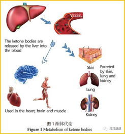 生酮减肥有没有副作用呢(生酮减肥有效果吗)