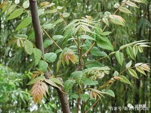 农村里面大多数人都会种上几棵香椿树,原来它有这么多的作用 