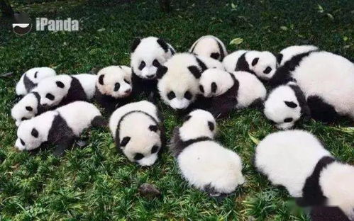 斗萌 IFS 爬墙熊猫 都江堰 自拍熊猫 下一个是彭州 隐士熊猫