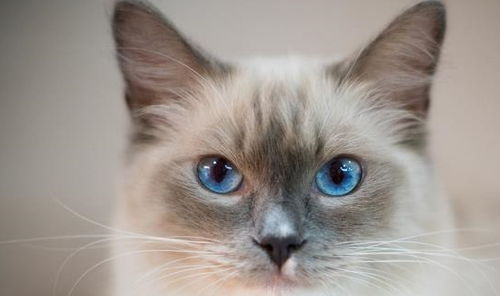布偶猫常见的6种颜色,你会区分吗