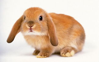 兔子耳螨不治有什么后果,兔子耳螨不治会死吗