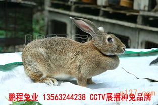 湖南公羊兔养殖基地,公羊兔供应价格