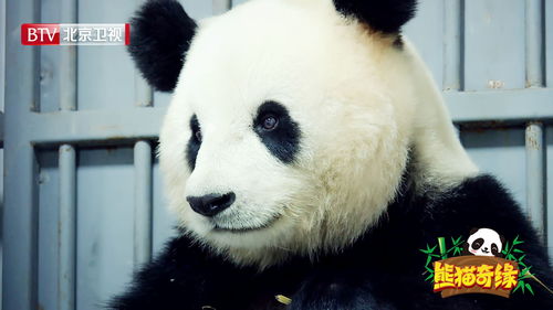 熊猫奇缘悦悦,标签。