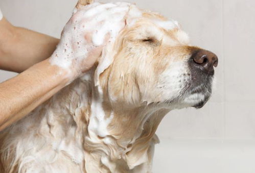 狗狗多久洗一次澡 原来这么多年都错了