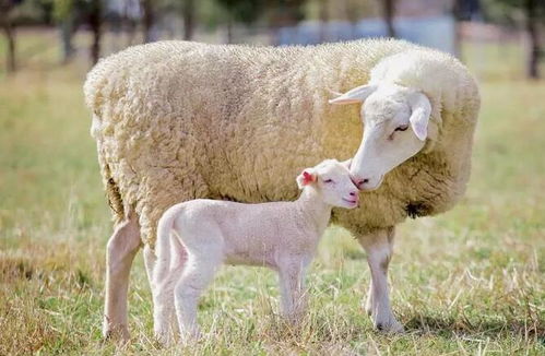 绵羊和山羊养殖哪个更赚钱