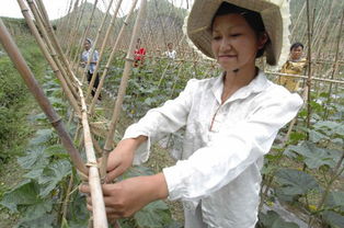 乡村玉米地里插寡妇|张淑芬连内衣都没有穿