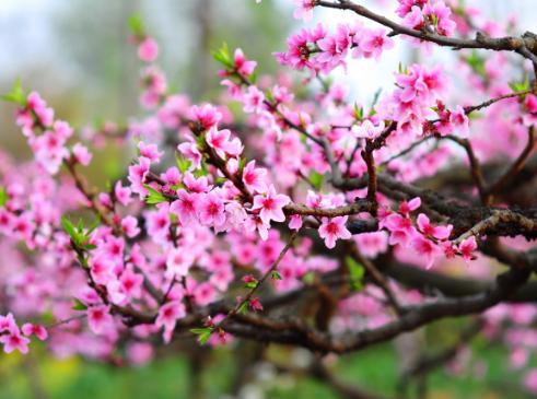 这三大生肖女桃花运旺盛,6月份喜事连连,日子幸福又美满