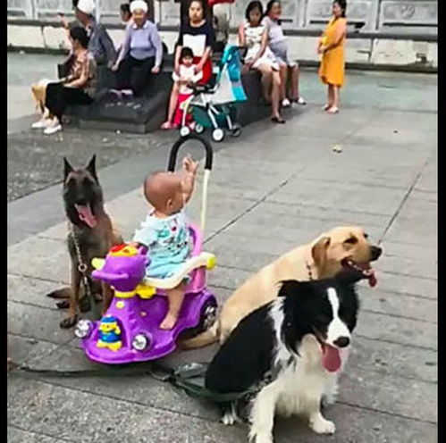 网友带孩子和4只狗出门玩,狗狗们就围在小车旁,好像4个保镖呀