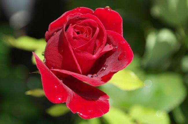 红玫瑰的花语完整版,红玫瑰的花语：深情款款，爱意浓浓