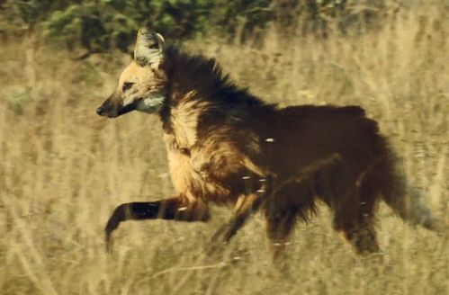 鬃狼 长腿长耳朵的犬科动物,却被称为 踩高的狐狸