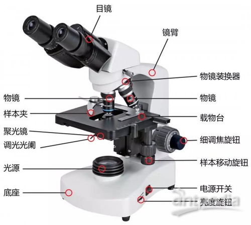 显微镜集光器作用