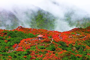 大围山国家公园免费停车场,大围山国家森林公园之旅的赏景路线可以怎么安排?