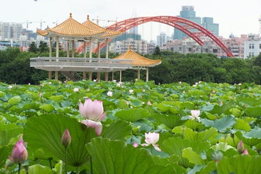 深圳有哪些不是太有名,但是又好玩的地方吗