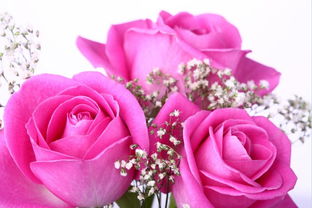 玫瑰花是单性花吗,玫瑰花的生殖结构