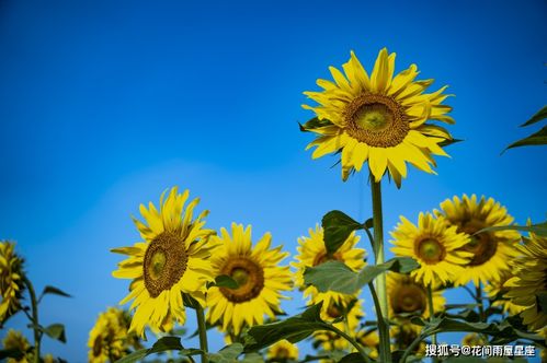 2021年春节正月运势 哪个星座运气好