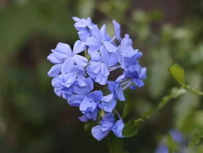 连续开花5个月,高冷的蓝雪花种植大全奉上 