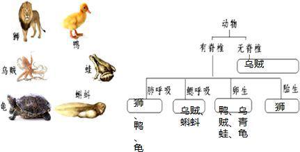 脊椎动物雌雄生长速度 脊椎动物中雌性长得快还是雄性长得快