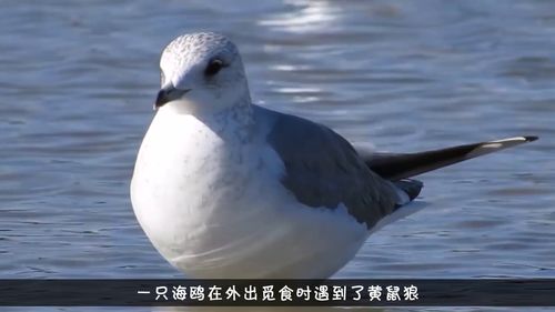 海鸥狩猎黄鼠狼,不料被反杀,海鸥 对不起,打扰了 