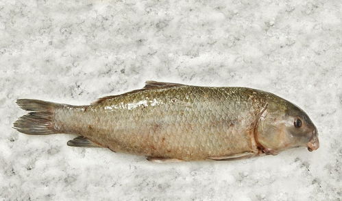 科学家发现了一条112岁的鱼 网友 我现在都活不过一条鱼了 