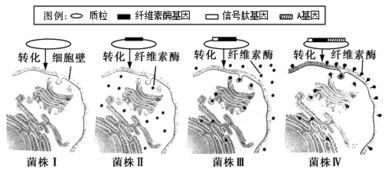 简述肺炎双球菌转化实验过程-第1张图片