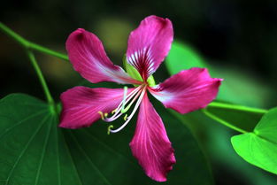 小痰盂之花草