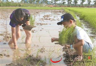 孩子们周末在东莞这里下田插秧种向日葵 玩得真爽