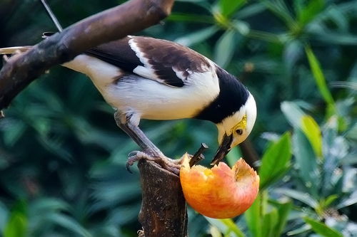 爱吃苹果的鸟
