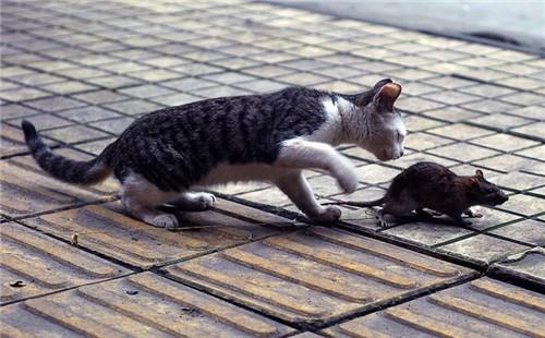 猫为什么喜欢抓老鼠 农村老人说得很有道理
