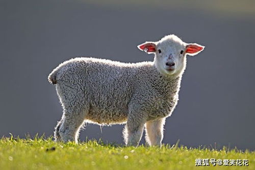 羊羊羊 过了53岁,一定要花一分钟好好看看,特别是67年的