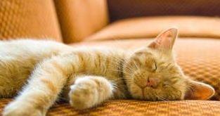 猫咪睡觉会打呼噜吗 发出 咕噜噜 的声音是为什么